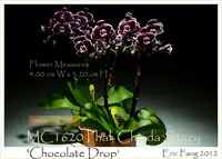 Phal. Chiada Stacy 'Chocolate Drop', Note: In buds to blooming as 9/23/2026' (P. Caribbean Sunset x P. Sunrise Red Peoker)