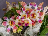 Chysis Limminghei Blooming Size