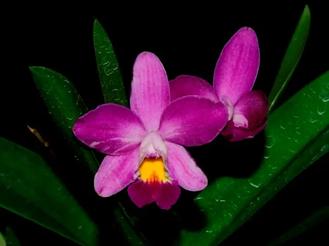 Cattleya Monica De Wit