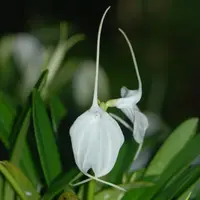 Masdevallia tovarensis — Raritäten - blühfähige Pflanzen