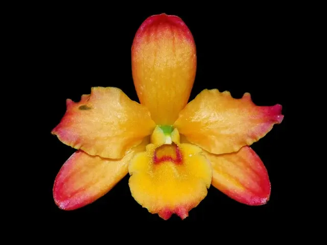 Dendrobium nobile 'Ingrid Anaranjado'