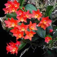 Sophronitis ceruna sp.