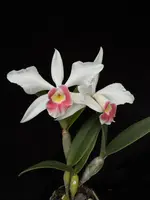 Cattleya Canaima's First