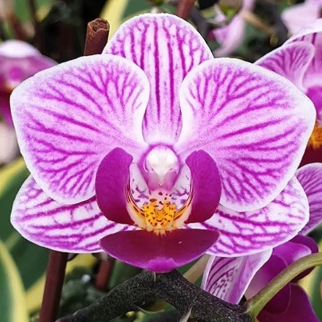 Phalaenopsis Sogo Vivien