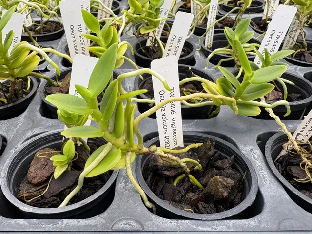 Angraecum birrimense x (Angraecum)