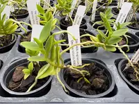 Angraecum birrimense x Oeonia volucris