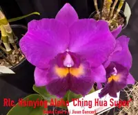 Rlc. Hsinying Aloha 'C.H. Super' (Aloha Case x Li Jiuan Dancer) (M413) (Hybrid) Rlc.=Rhyncholaeliocattleya
