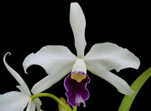 Cattleya purpurata v. schusteriana x purpurata