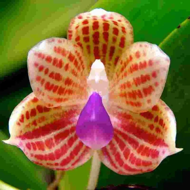 Phalaenopsis javanica sp (Phalaenopsis)