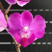 [Bare-root][Import AS-IS] #PA# Phal. Memoria Val Rettig 'Violet' 紫紅安娜 [2.5" BS][Sept Preorder 26]