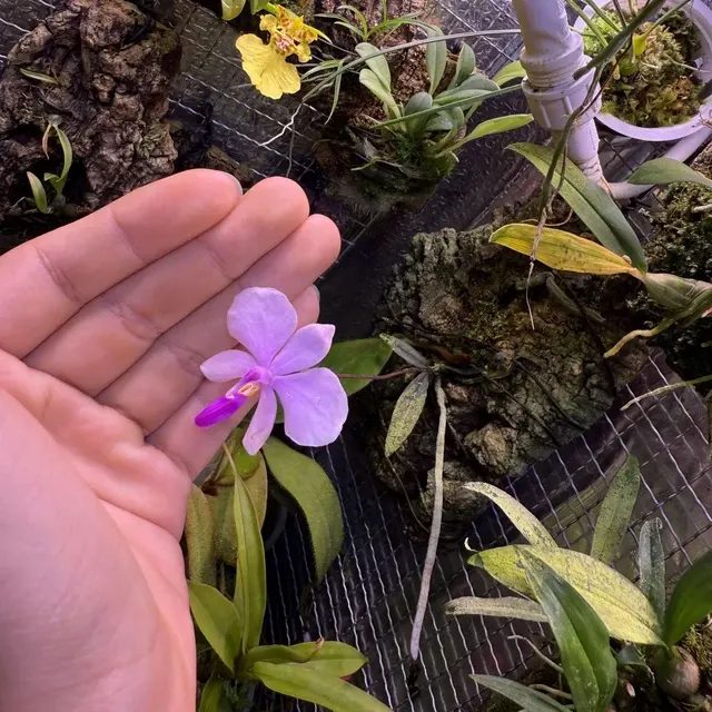 Phalaenopsis lowii (Phalaenopsis)