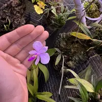 Phalaenopsis lowii
