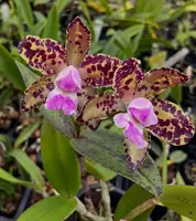 Cattleya (C. Tripp Johnson ‘The bob’ X Lc. Tai Rose ‘Sea Leopard’)