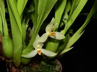 Maxillaria hedwigiae