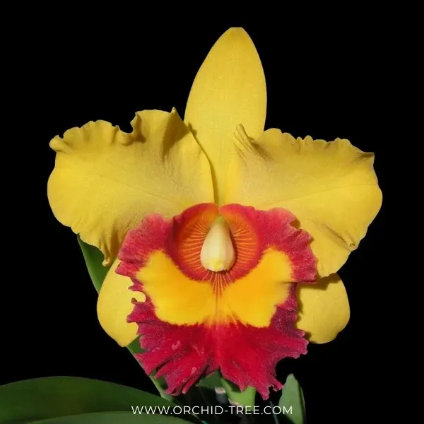 Brassolaeliocattleya Chunyeah 'Tzeng Wen' (Brassolaeliocattleya)