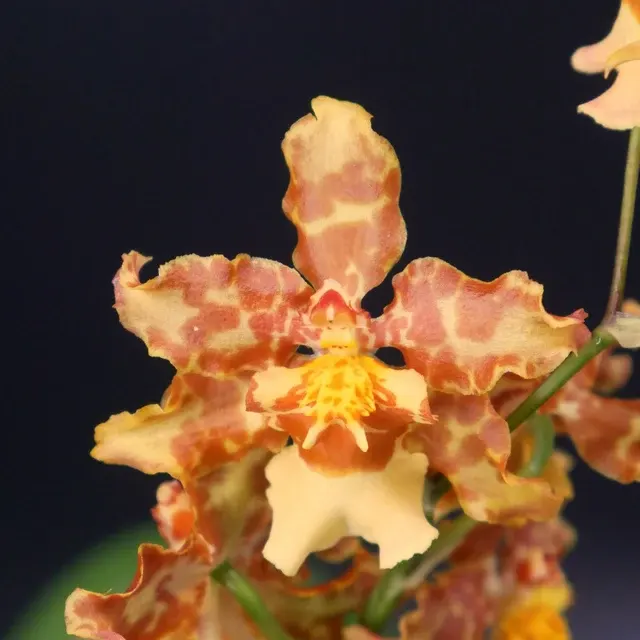 Wilsonara Pacific Passage 'Handsome'