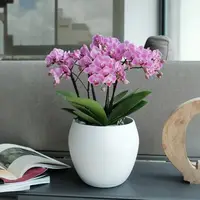 Pink Beam