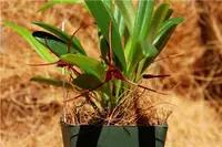 Masdevallia herradurae