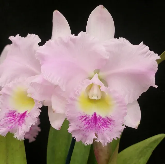 Brassocattleya Chian-Tzy Pashorace