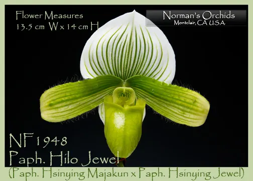 Paphiopedilum Hilo Jewel (Paphiopedilum)