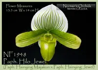 Paph. Hilo Jewel (Paph. Hsinying Majakun x Paph. Hsinying Jewel)